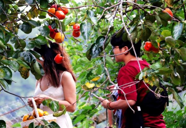 Đà Lạt - Mùa hồng chín