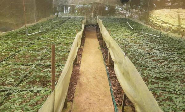 Triển khai Phát triển Trung tâm Công nghiệp dược liệu với sâm Ngọc Linh là cây chủ lực