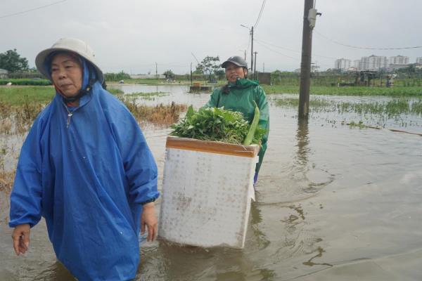 Ngập vùng rau sạch lớn nhất Đà Nẵng, nông dân nghẹn ngào vớt rau non