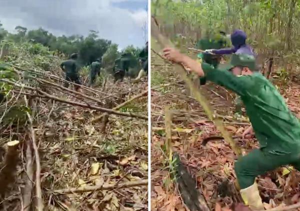 Người dân thiệt hại nặng nề khi hàng loạt cây bị đốn hạ để bàn giao đất rừng chồng lấn