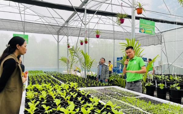 Ra mắt mô hình trồng rau trong nhà kính bằng công nghệ thủy canh