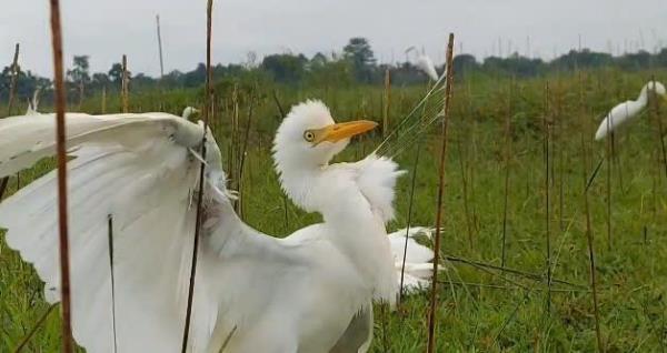 Nạn bẫy bắt chim trời vẫn tái diễn