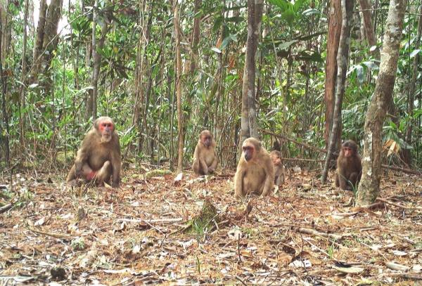 Ngắm nhiều loài động vật quý hiếm trong Khu bảo tồn loài và và sinh cảnh voi Quảng Nam