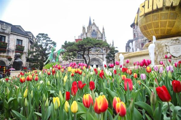 Du khách say sưa check-in với trăm nghìn bông tulip trên đỉnh Bà Nà