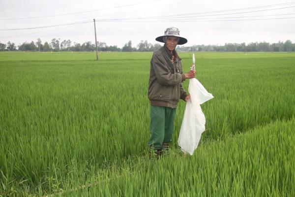 Nông dân bất an vì lúa bị chuột và sâu bọ phá hoại