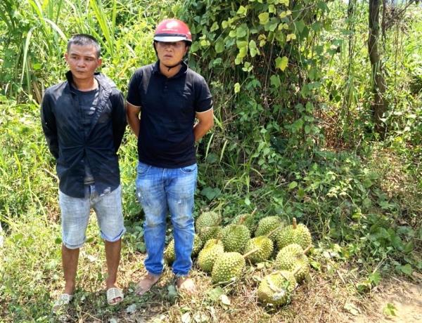 Đạo chích sầu riêng sa lưới