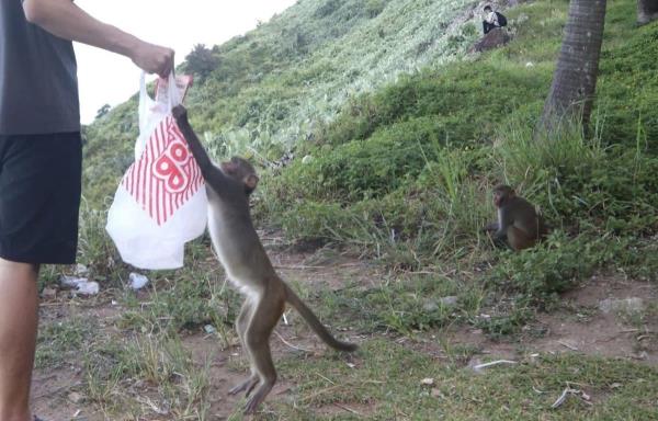 Khỉ hư tại... người