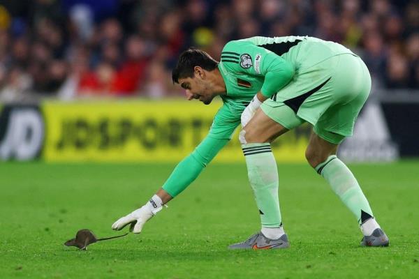 Chuột cũng đá… World Cup