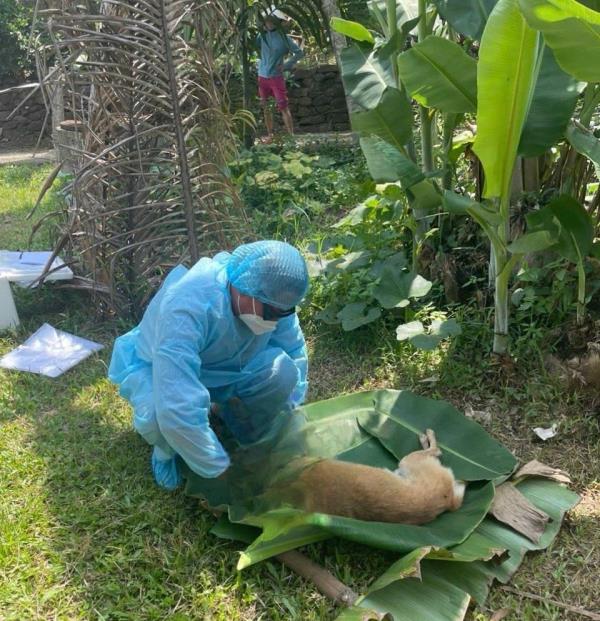 Xuất hiện 2 ổ dịch dại do chó cắn, người dân cần chủ động phòng, tránh