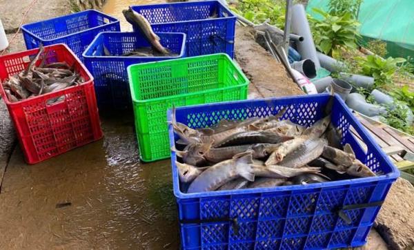 Sạt lở đất khiến 70 tấn cá tầm bị thiệt hại nặng