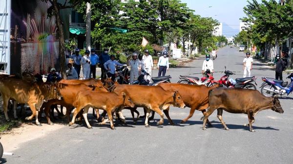 Ra quân xử lý tình trạng chăn thả rông gia súc