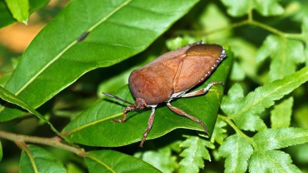 Một nạn nhân tử vong do ăn nhầm bọ xít
