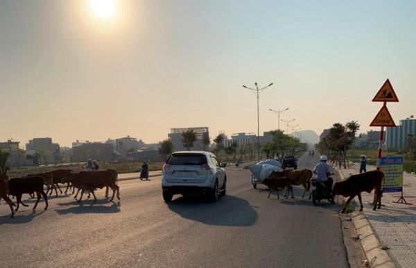 Hết cảnh bò thả rông