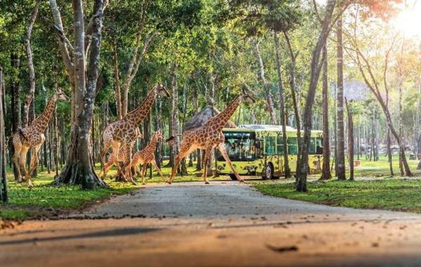 10 năm Vinpearl Safari Phú Quốc: Dấu ấn tiên phong của safari bán hoang dã đầu tiên tại Việt Nam