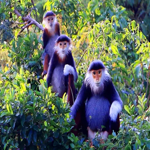 Nâng cao hiệu quả công tác phòng, chống tội phạm và vi phạm pháp luật về đa dạng sinh học