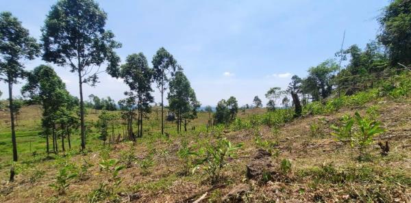 Cây keo lấn rừng phòng hộ