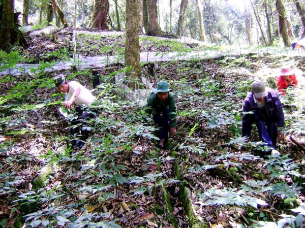 Tri thức dân gian về sâm Ngọc Linh là di sản văn hóa phi vật thể quốc gia