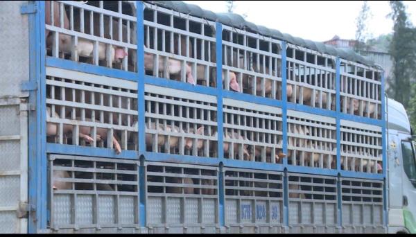 Lời khai khó chấp nhận của người mua 18 tấn lợn nhiễm dịch qua mạng đi tiêu thụ