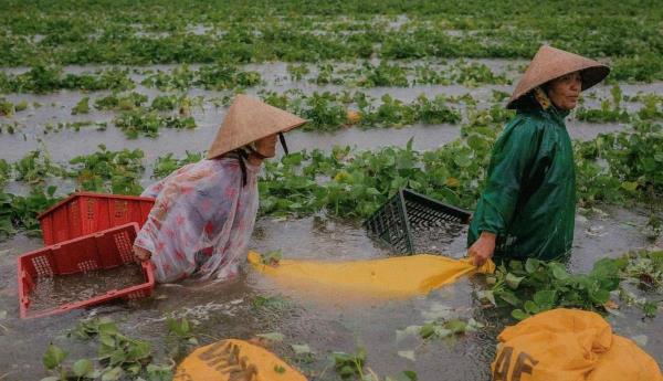 Hàng ngàn héc-ta lúa, hoa màu bị thiệt hại do mưa lũ
