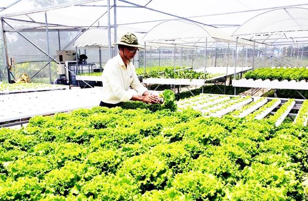 TP Đà Nẵng chỉ đạo tham gia Chương trình Thương hiệu Vàng nông nghiệp Việt Nam 2025