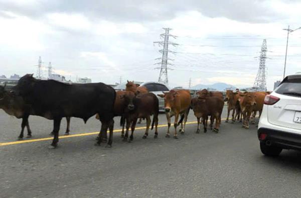 Bao giờ hết cảnh bò chen xe?