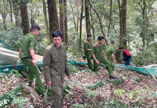 Giữ bình yên vùng trồng sâm quốc bảo
