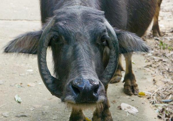 Độc lạ con trâu có cặp sừng chữ O của nông dân Đà Nẵng