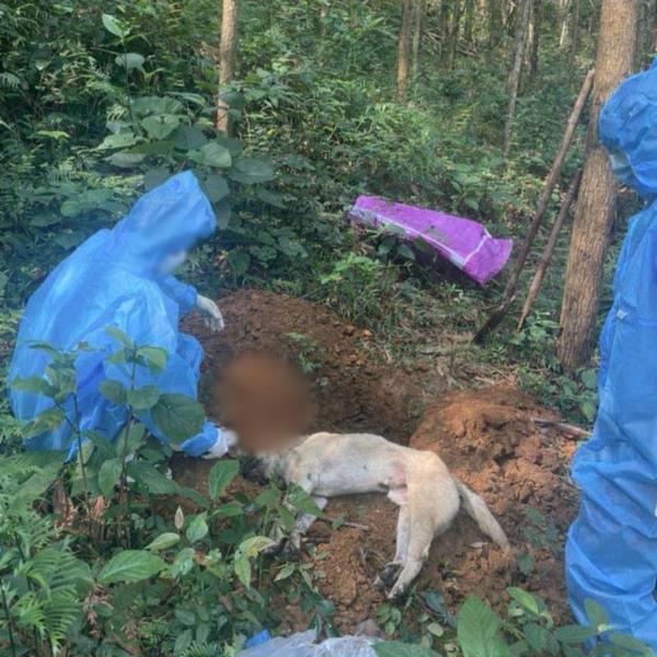 Báo động tình trạng bệnh dại bùng phát ở một số khu vực vùng cao Đà Nẵng