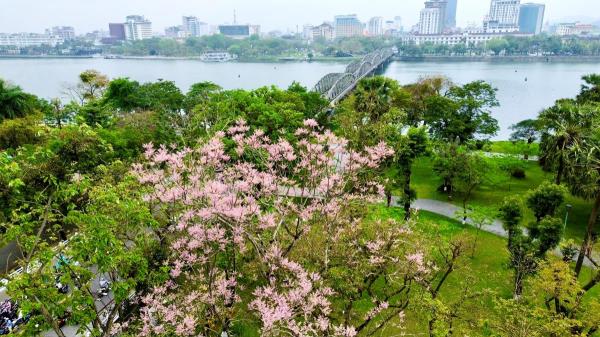 Ngắm vương giả chi hoa vào mùa