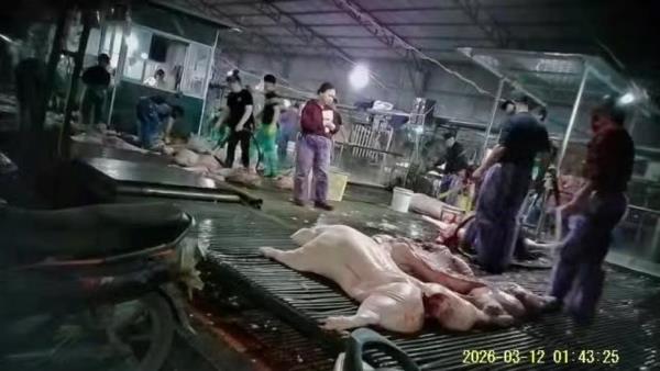 Cán bộ Chi cục chăn nuôi thuỷ sản và thú y Hà Nội bảo kê đưa hơn 300 tấn thịt lợn nhiễm dịch tả châu Phi ra thị trường