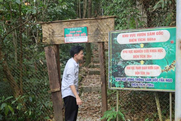 Gần 1 năm vô chủ, Trại Sâm Tắk Ngo xuống cấp, hàng chục ngàn cây sâm bị bỏ hoang