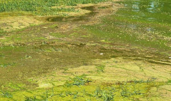 Yêu cầu trang trại chăn nuôi heo tập trung chấm dứt hành vi xả thải