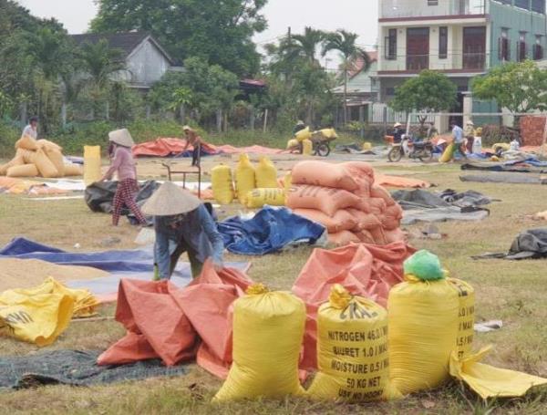 Gắn bó với ruộng đồng