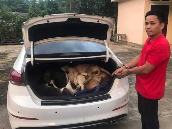 Vụ dùng ô-tô trộm 38 con chó ở Đông Giang (Quảng Nam): Cựu giám đốc doanh nghiệp trở thành cẩu tặc