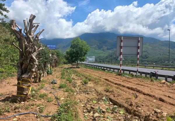 Đề nghị xem xét xử lý hình sự nếu có việc mua bán đất giao khoán trong rừng Nam Hải Vân