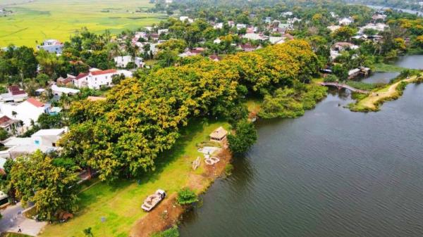 Lễ hội Tam Kỳ - Mùa hoa sưa 2023: Hứa hẹn ấn tượng với nhiều cung bậc cảm xúc