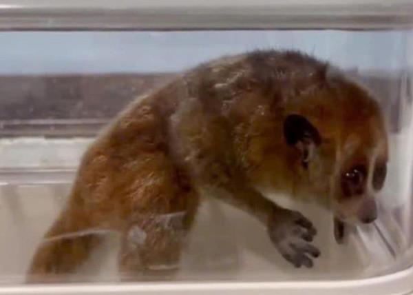 Tái thả động vật quý hiếm về tự nhiên