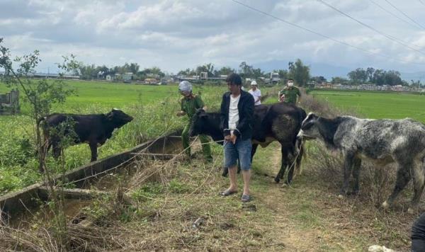 Bò tặc sa lưới ngày giáp Tết