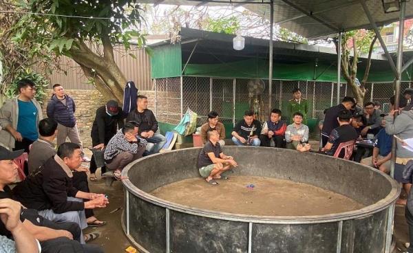 Đột kích sới gà đá độ