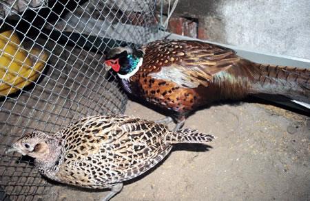 Nhân giống chim trĩ