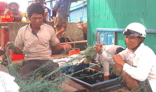 Hối hả trở lại ngư trường