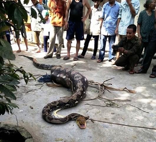 Bắt được trăn khủng