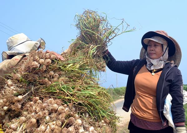 Tỏi Lý Sơn rớt giá