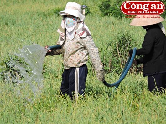 Lý Sơn trắng đêm tìm nước cứu tỏi