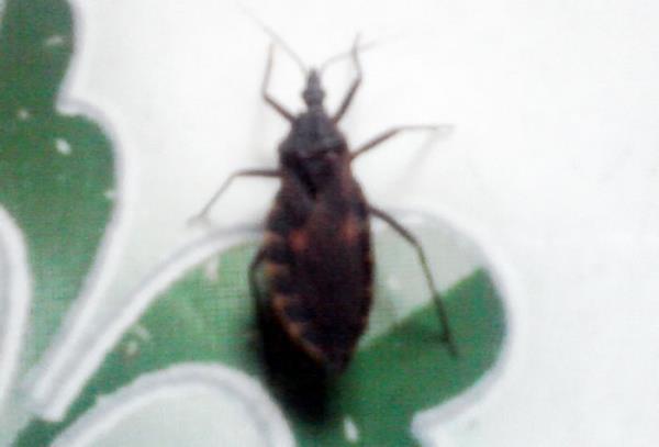 Lại phát hiện bọ xít hút máu người