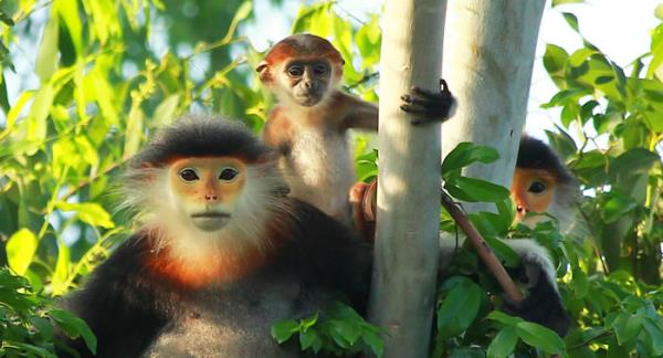 Sơn Trà nhà tôi