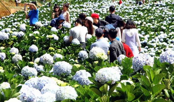 Đà Lạt những mùa hoa