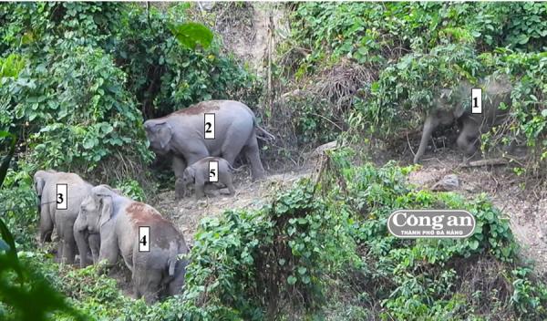 Chuyện nhặt trên lãnh địa voi rừng xứ Quảng (Kỳ 1: Phát hiện quý giá)