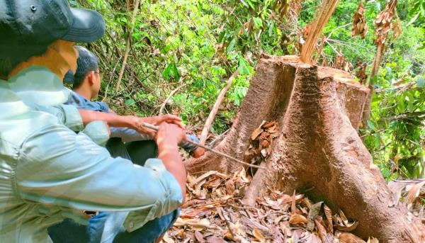 Liên quan đến vụ Rừng ươi thượng nguồn Khe Diên bị hạ sát: Chủ rừng nói gì?