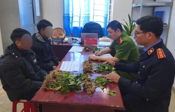 Tuyên án kẻ trộm 100 cây sâm Ngọc Linh